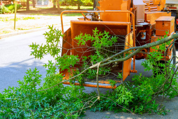 Trusted Holden Heights, FL Tree Removal Experts