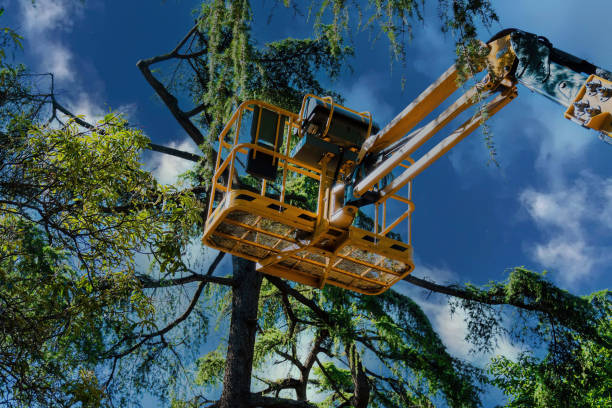 Best Tree Maintenance Programs  in Holden Heights, FL